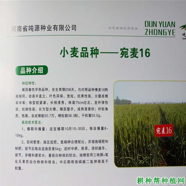 宛麦16小麦品种好不好? 宛麦16小麦品种好不好?