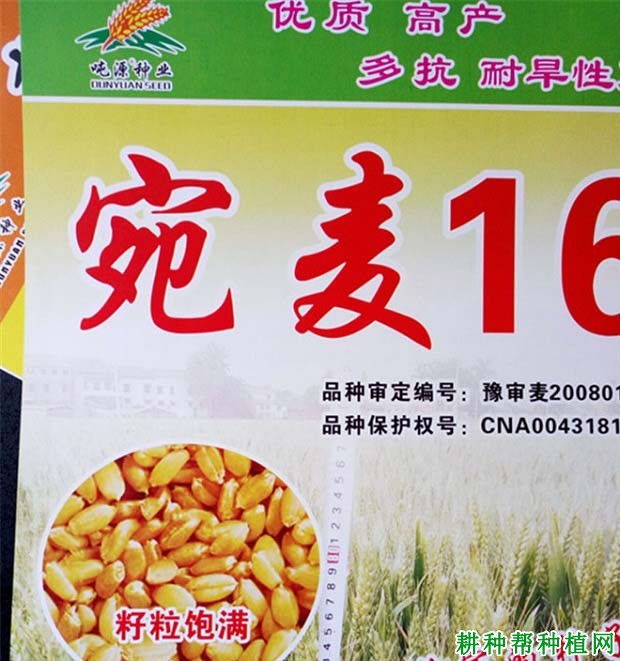 宛麦16小麦品种好不好? 宛麦16小麦品种好不好?