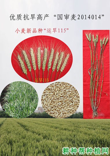 运旱115小麦品种好不好? 运旱115小麦品种好不好?