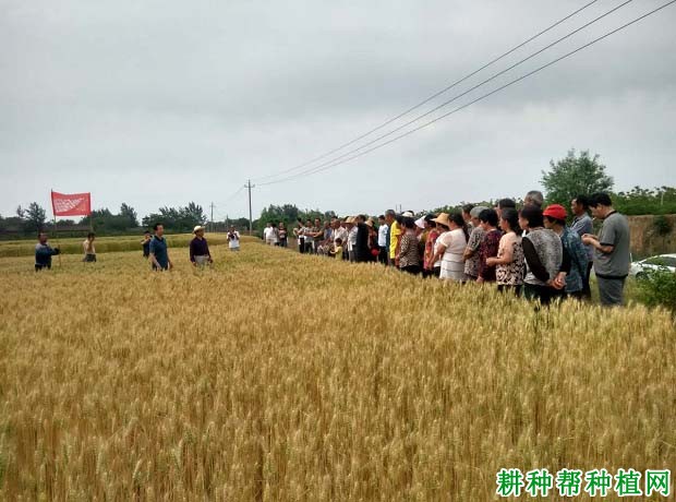 运旱115小麦品种好不好? 运旱115小麦品种好不好?