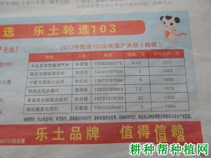 轮选103小麦品种好不好? 轮选103小麦品种好不好?
