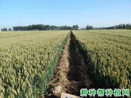 轮选103小麦品种好不好? 轮选103小麦品种好不好?