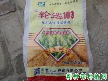 轮选103小麦品种好不好? 轮选103小麦品种好不好?