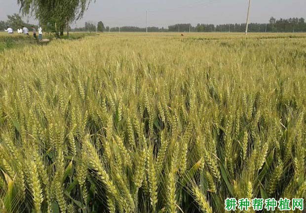 郑农16小麦品种好不好? 郑农16小麦品种好不好?