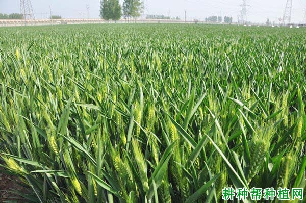 郑农16小麦品种好不好? 郑农16小麦品种好不好?