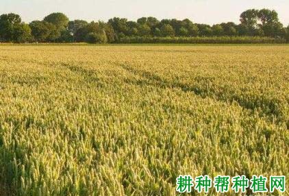 新麦9817小麦品种好不好? 新麦9817小麦品种好不好?