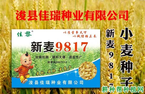 新麦9817小麦品种好不好? 新麦9817小麦品种好不好?