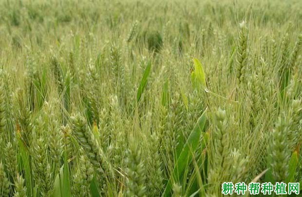 克旱21号小麦品种好不好? 克旱21号小麦品种好不好?