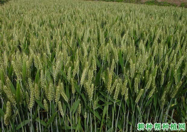 克旱21号小麦品种好不好? 克旱21号小麦品种好不好?