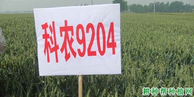 科农9204小麦品种好不好? 科农9204小麦品种好不好?