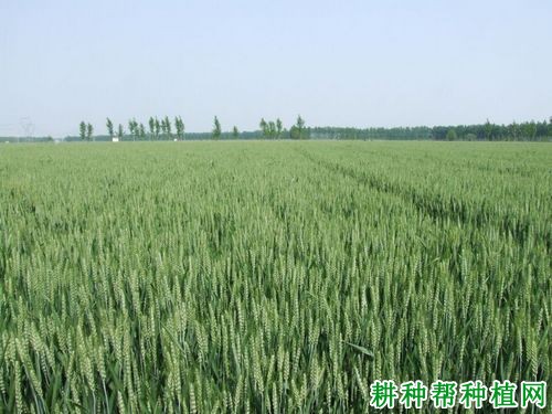浚2016小麦品种好不好? 浚2016小麦品种好不好?