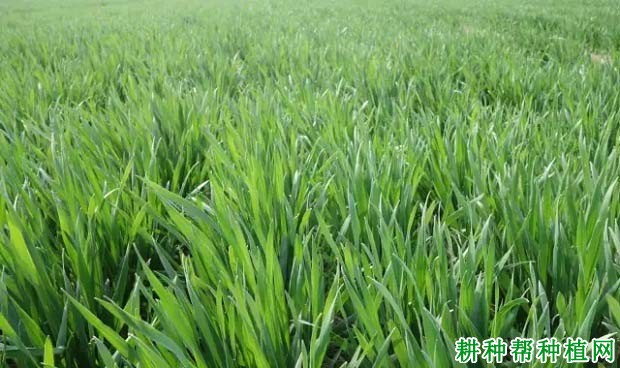 浚2016小麦品种好不好? 浚2016小麦品种好不好?