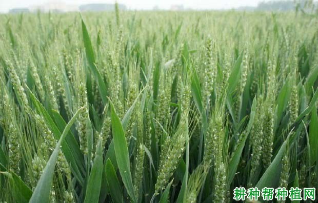 浚2016小麦品种好不好? 浚2016小麦品种好不好?