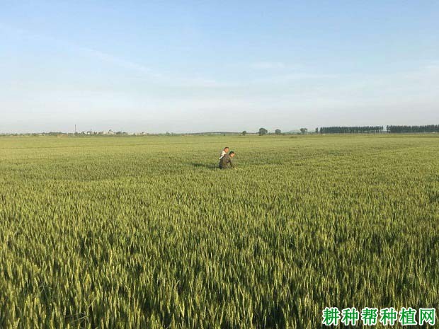 新麦11号小麦品种好不好? 新麦11号小麦品种好不好?