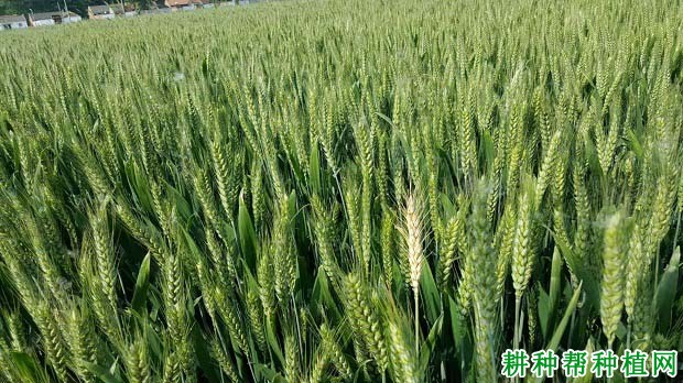 新麦11号小麦品种好不好? 新麦11号小麦品种好不好?