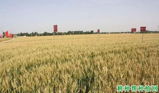 邢麦7号小麦品种好不好? 邢麦7号小麦品种好不好?