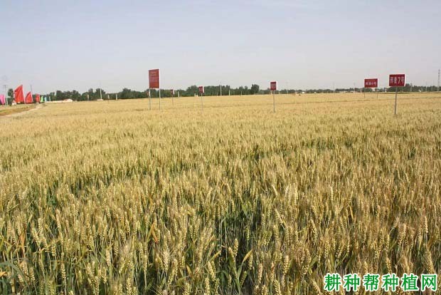 邢麦7号小麦品种好不好? 邢麦7号小麦品种好不好?