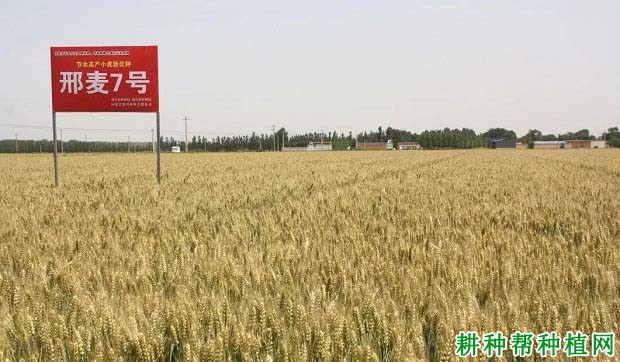 邢麦7号小麦品种好不好? 邢麦7号小麦品种好不好?