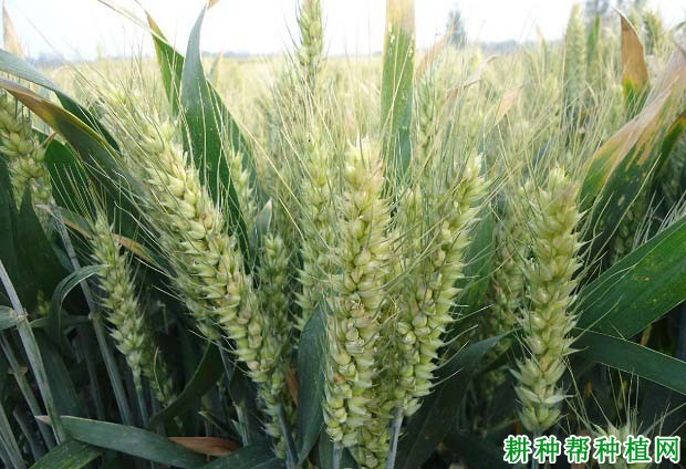 资麦1号小麦品种好不好? 资麦1号小麦品种好不好?