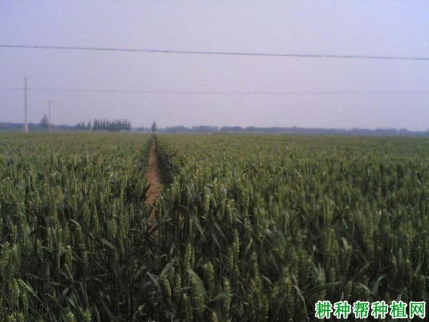 石麦15号小麦品种好不好? 石麦15号小麦品种好不好?