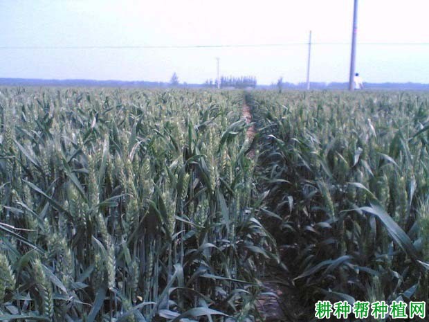 石麦15号小麦品种好不好? 石麦15号小麦品种好不好?