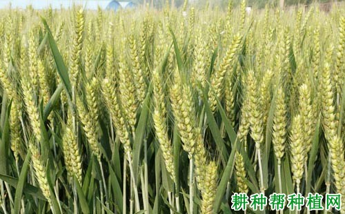 周麦22号小麦品种好不好? 周麦22号小麦品种好不好?