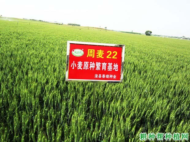 周麦22号小麦品种好不好? 周麦22号小麦品种好不好?