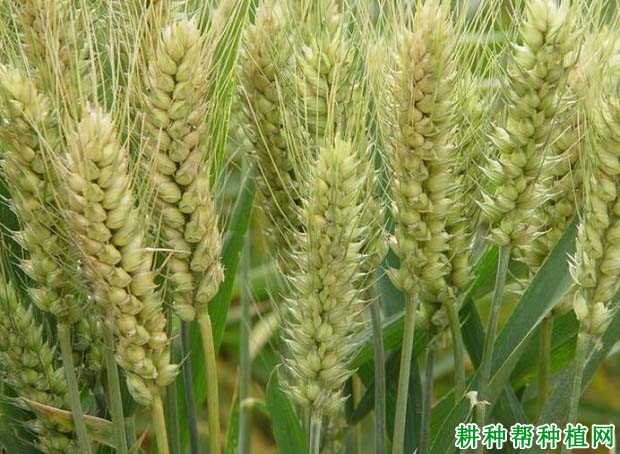 汝麦076小麦品种好不好? 汝麦076小麦品种好不好?