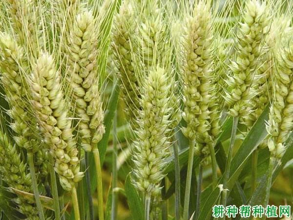多丰2000小麦品种好不好? 多丰2000小麦品种好不好?