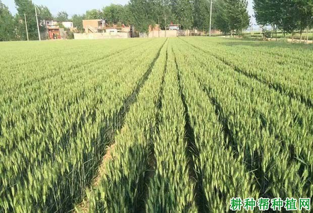郑麦136小麦品种好不好? 郑麦136小麦品种好不好?