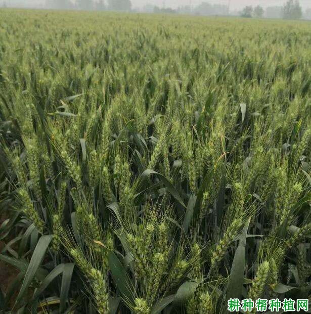 轮选519小麦品种好不好? 轮选519小麦品种好不好?