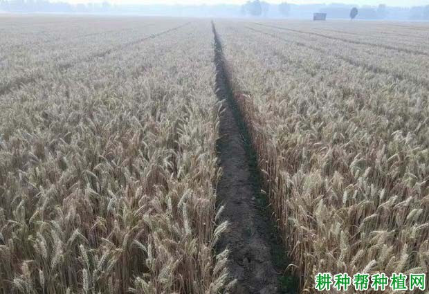 郑麦136小麦品种好不好? 郑麦136小麦品种好不好?