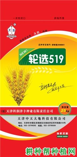 轮选519小麦品种好不好? 轮选519小麦品种好不好?