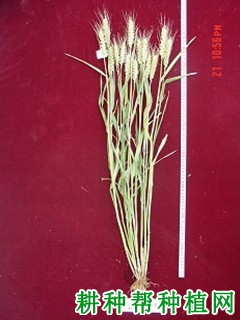 洛旱9号小麦品种好不好? 洛旱9号小麦品种好不好?