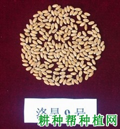 洛旱9号小麦品种好不好? 洛旱9号小麦品种好不好?