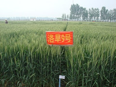 洛旱9号小麦品种好不好? 洛旱9号小麦品种好不好?