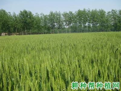 淮麦20小麦品种好不好? 淮麦20小麦品种好不好?