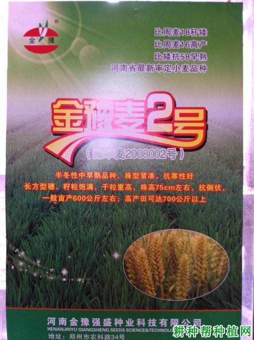 金豫麦2号小麦品种好不好? 金豫麦2号小麦品种好不好?