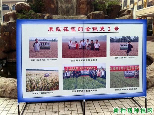 金豫麦2号小麦品种好不好? 金豫麦2号小麦品种好不好?