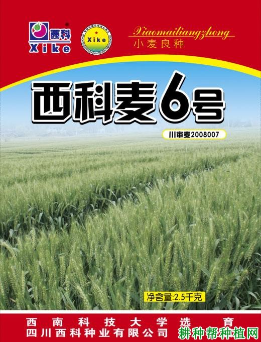 西科麦6号小麦品种好不好? 西科麦6号小麦品种好不好?