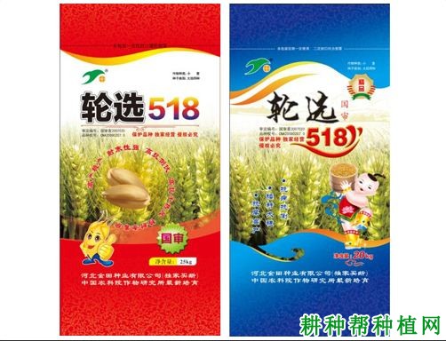 轮选518小麦品种好不好? 轮选518小麦品种好不好?