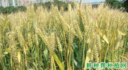 轮选518小麦品种好不好? 轮选518小麦品种好不好?