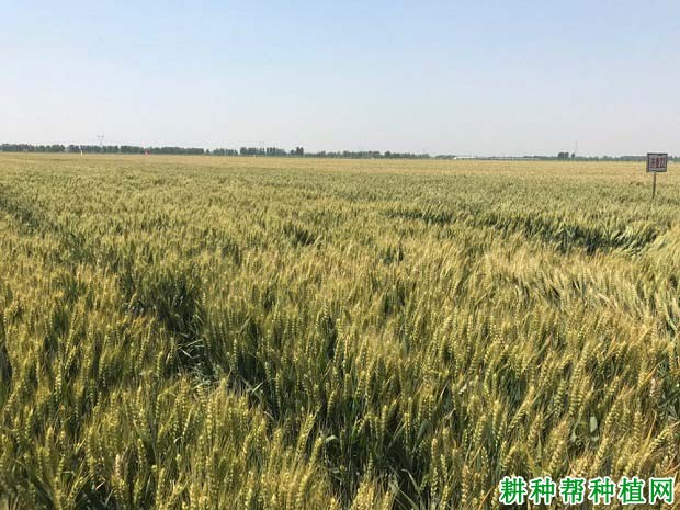 济麦20号小麦品种好不好? 济麦20号小麦品种好不好?