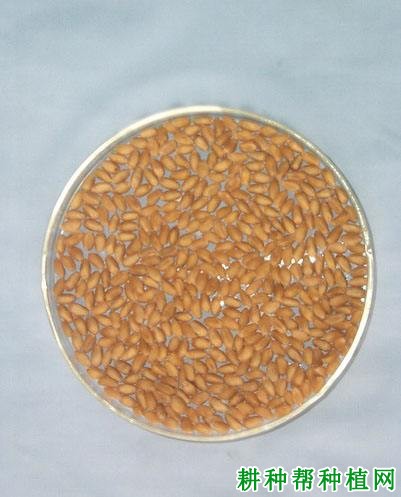 济麦20号小麦品种好不好? 济麦20号小麦品种好不好?