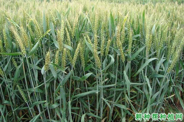 凤麦38号小麦品种好不好? 凤麦38号小麦品种好不好?