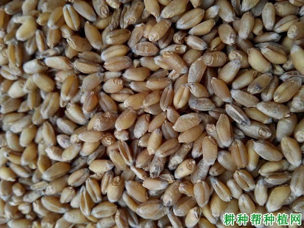 淮麦22小麦品种好不好? 淮麦22小麦品种好不好?