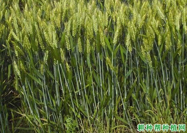 淮麦22小麦品种好不好? 淮麦22小麦品种好不好?