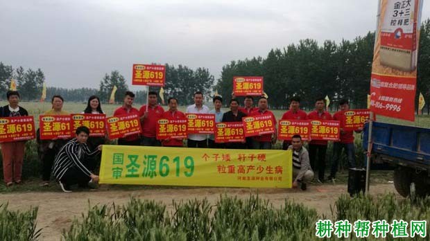 圣源619小麦品种好不好? 圣源619小麦品种好不好?
