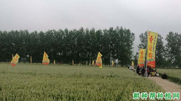 圣源619小麦品种好不好? 圣源619小麦品种好不好?