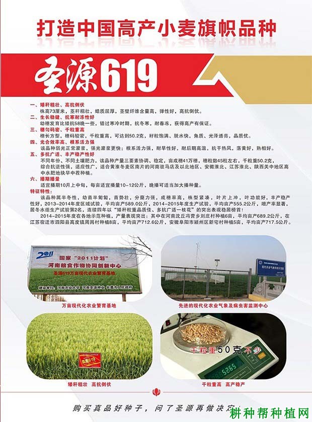 圣源619小麦品种好不好? 圣源619小麦品种好不好?